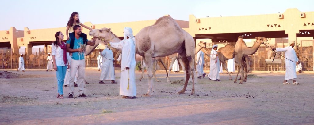 Al-Ain-Camel