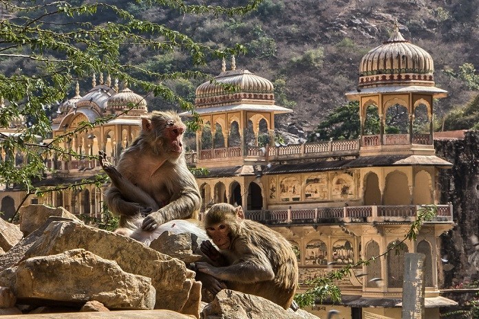 jaipur-monkey-temple-