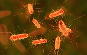 Copper-kill-bacteria