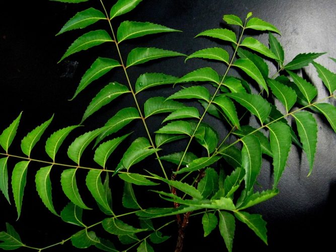 Neem-leaves-for-dandruff