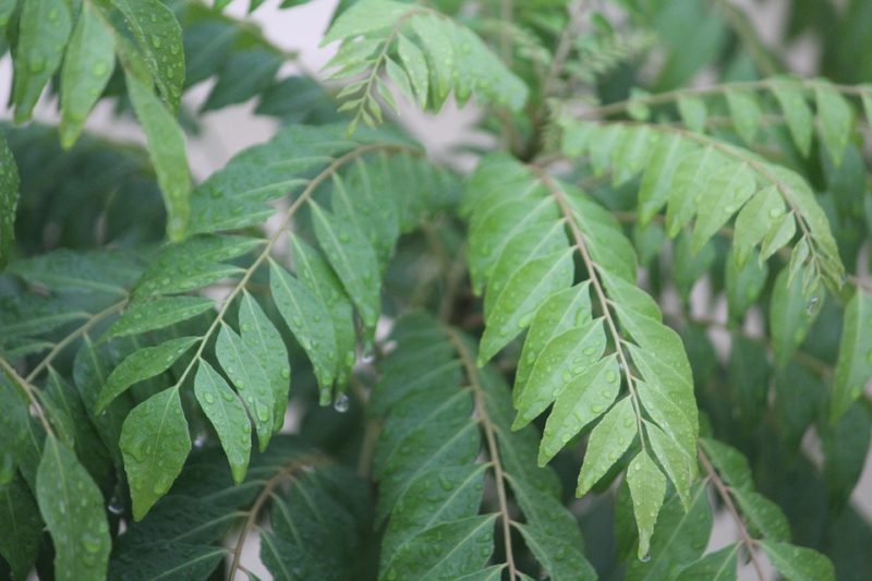 Curry Leaves-for-hair-whitening